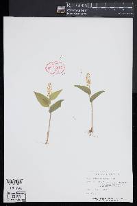 Maianthemum canadense image