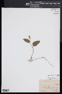 Maianthemum canadense image