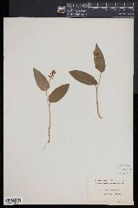 Maianthemum canadense image