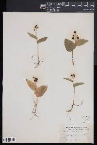 Maianthemum canadense image