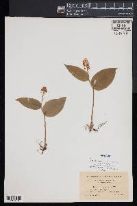 Maianthemum canadense image