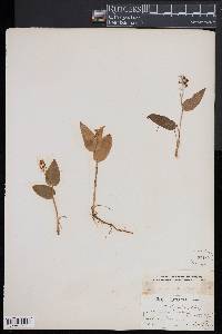 Maianthemum canadense image