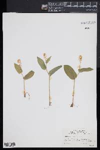 Maianthemum canadense image