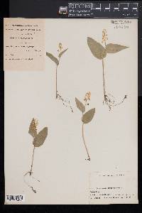 Maianthemum canadense image