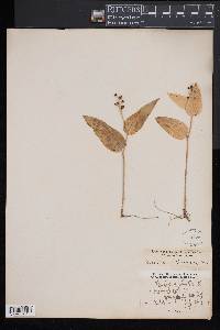 Maianthemum canadense image