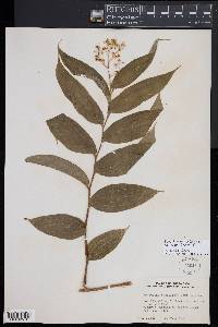 Maianthemum paniculatum image