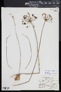 Muilla maritima image