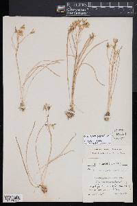 Ornithogalum gussonei image