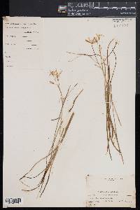 Ornithogalum umbellatum image