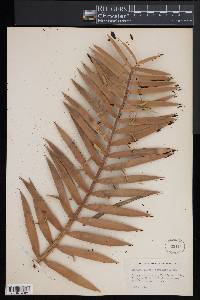 Encephalartos villosus image