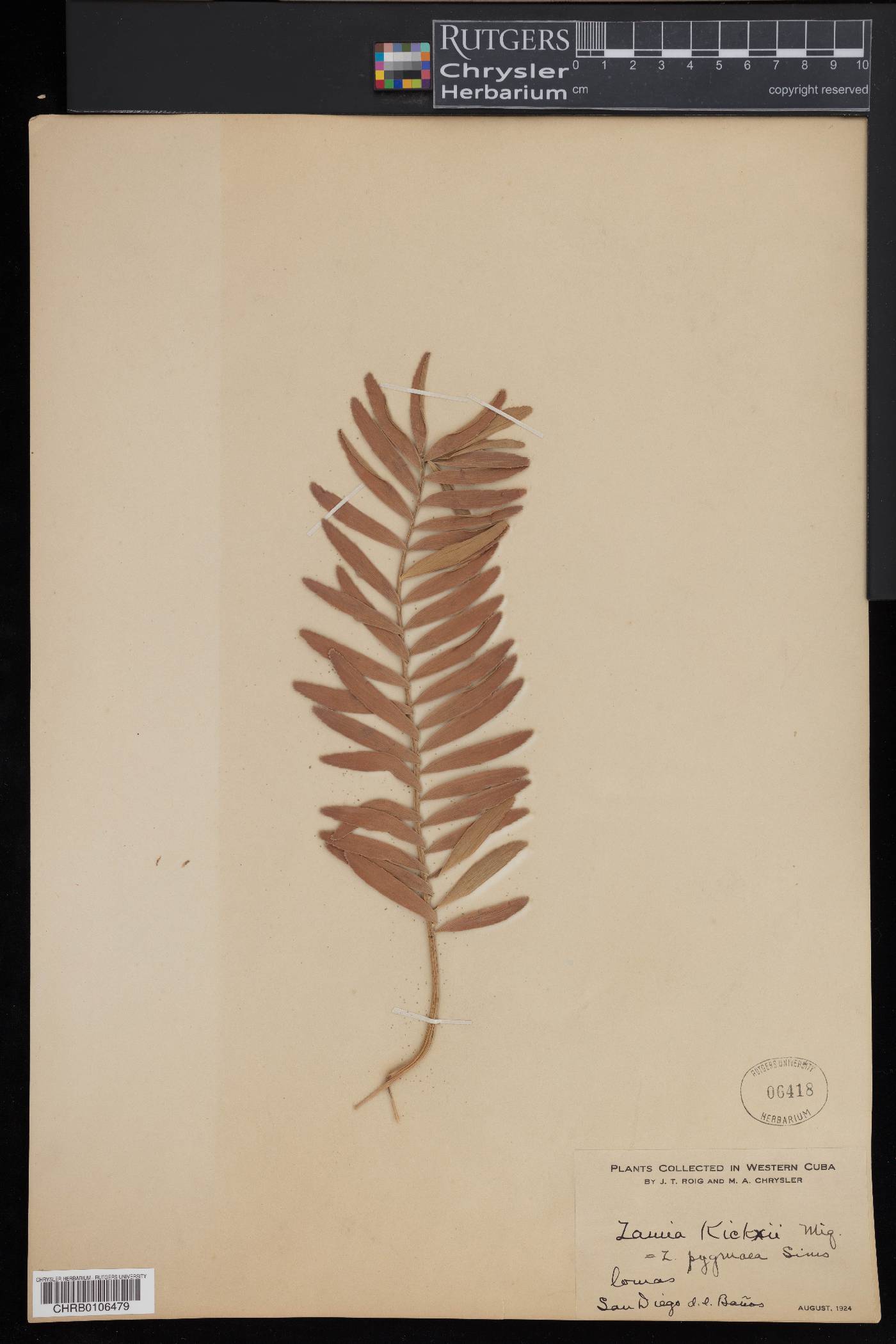 Zamia pygmaea image