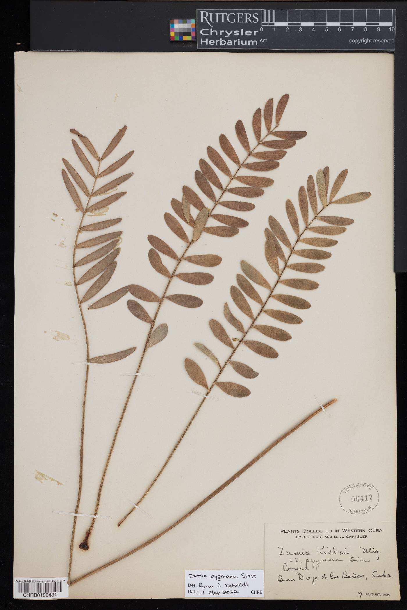 Zamia pygmaea image