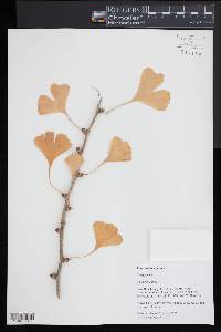 Ginkgo biloba image