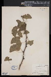 Ginkgo biloba image