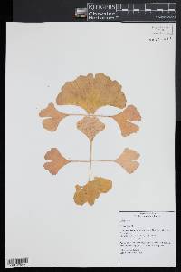 Ginkgo biloba image