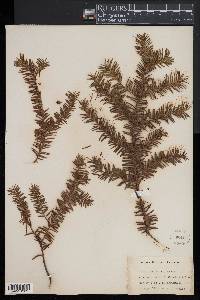 Taxus canadensis image