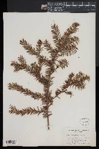 Taxus canadensis image