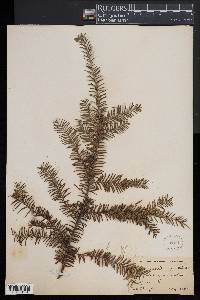 Taxus canadensis image