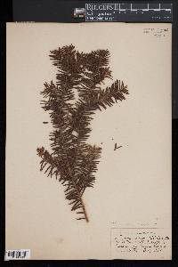 Taxus canadensis image