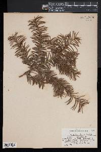 Taxus canadensis image
