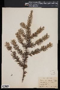 Taxus canadensis image