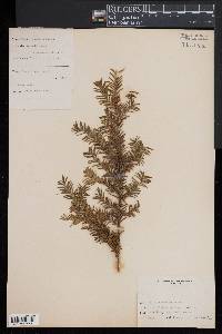 Taxus canadensis image