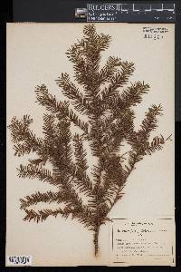 Taxus canadensis image