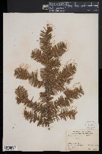 Taxus canadensis image