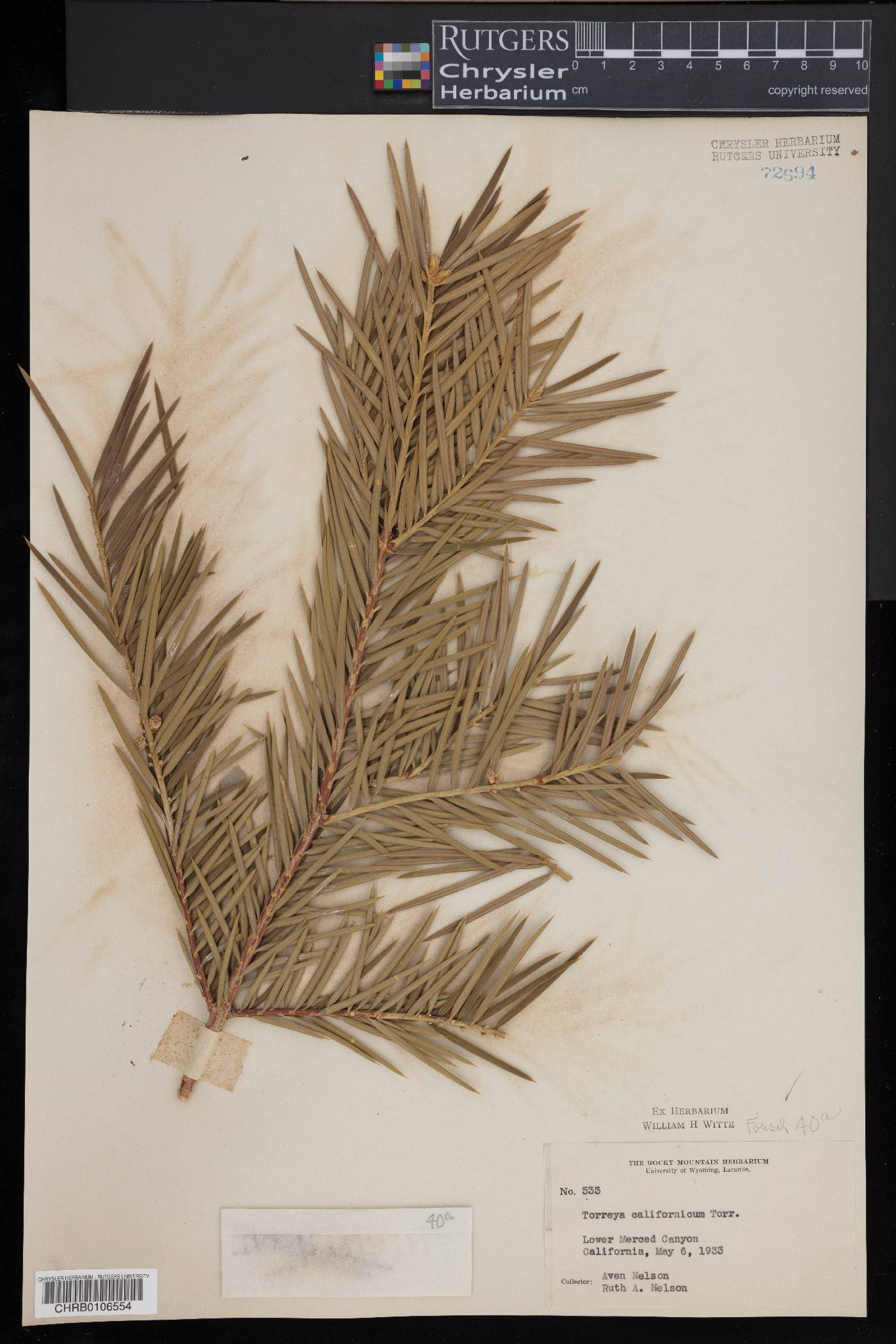 Torreya californica image