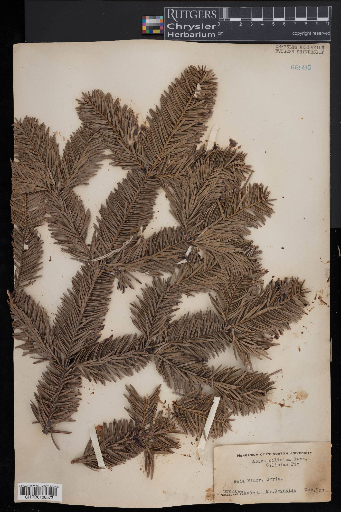 Abies cilicica image