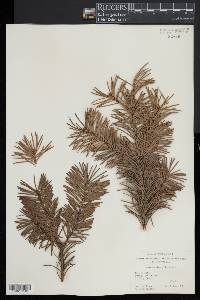 Abies holophylla image