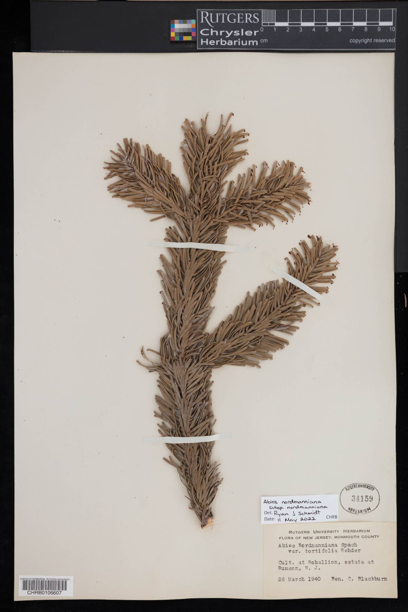 Abies nordmanniana image