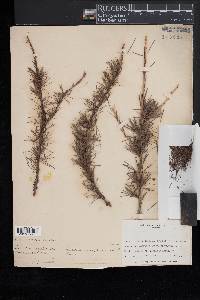 Larix laricina image