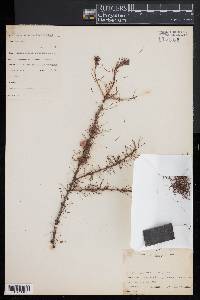 Larix laricina image