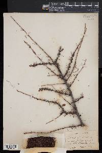 Larix laricina image