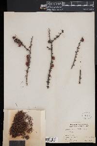 Larix laricina image