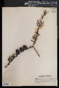 Larix laricina image