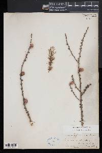 Larix laricina image