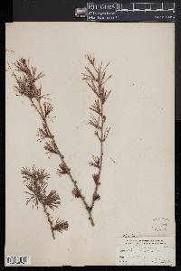 Larix laricina image