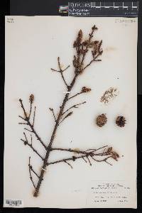 Larix laricina image