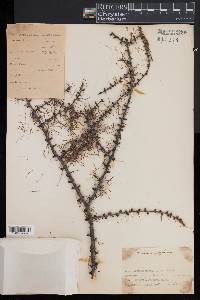 Larix laricina image