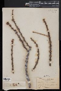 Larix laricina image