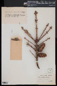 Image of Picea jezoensis