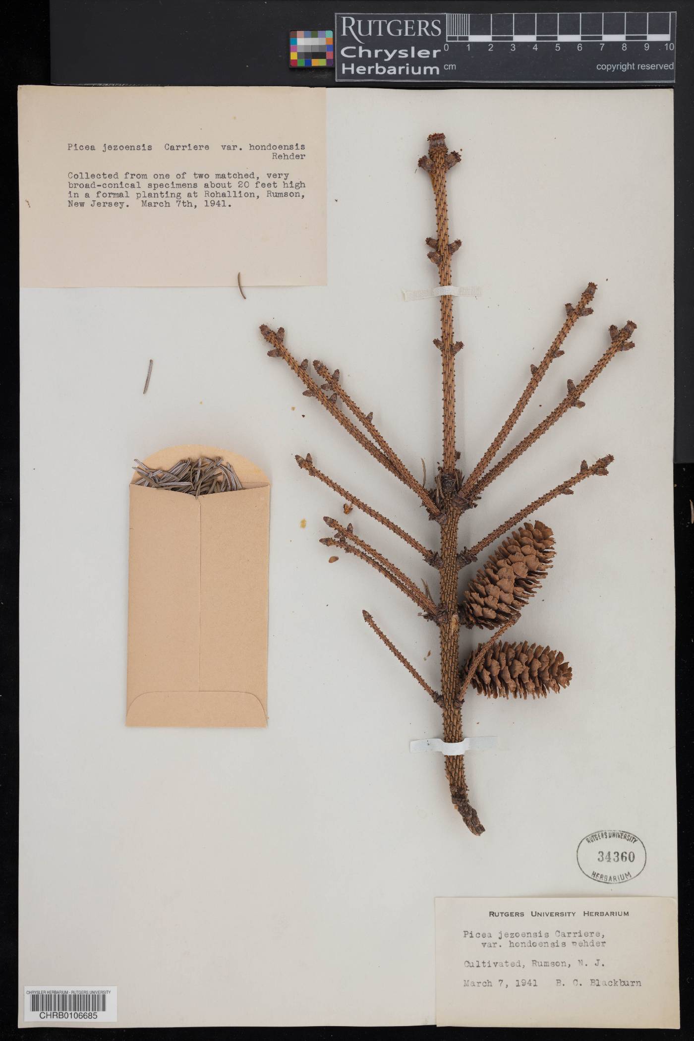 Picea jezoensis image