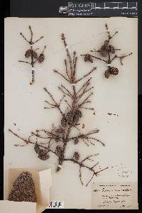 Picea mariana image