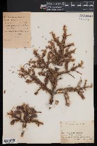 Picea mariana image