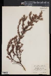 Picea mariana image