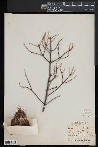 Picea mariana image