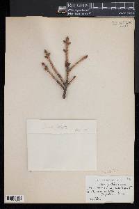 Image of Picea torano