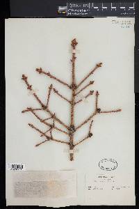 Picea pungens image